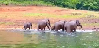Zoo Safari Park