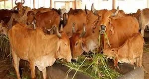 Indigenous cow
