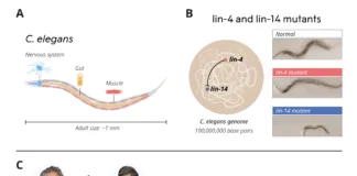 microRNA