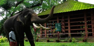 Konni Elephant Park