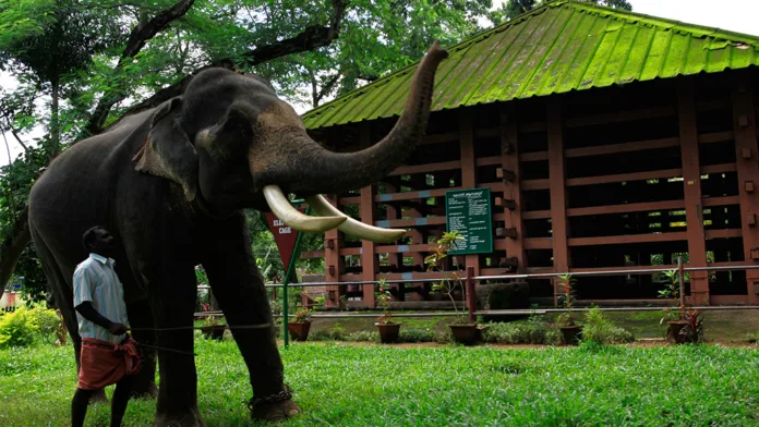 Konni Elephant Park