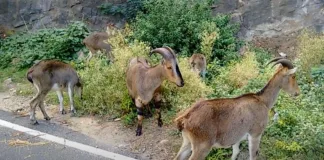 Varayadu kerala wild goat