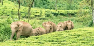 Valparai