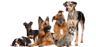 pet dog