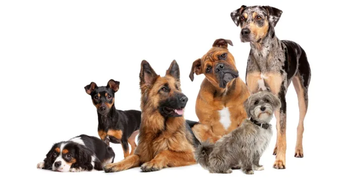 pet dog